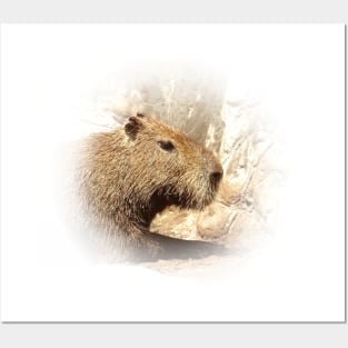 Capybara Posters and Art